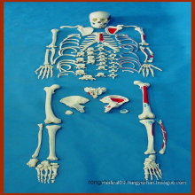 Disarticulated Full Human Skeleton, Painted Muscles Anatomical Model
